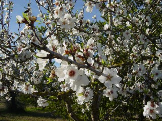 mandiers en fleurs(P) (11)