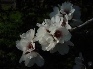mandiers en fleurs(P) (12)