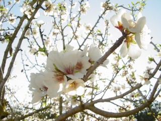 mandiers en fleurs(P) (14)