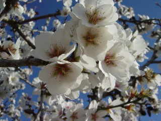 mandiers en fleurs(P) (18)