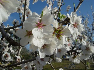 mandiers en fleurs(P) (19)