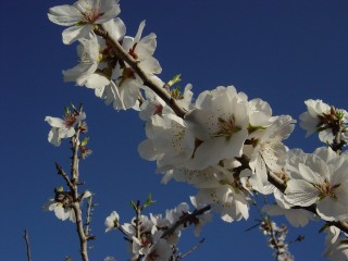 mandiers en fleurs(P) (22)