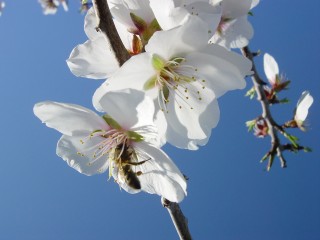 mandiers en fleurs(P) (23)