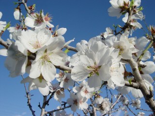 mandiers en fleurs(P) (24)