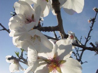 mandiers en fleurs(P) (26)