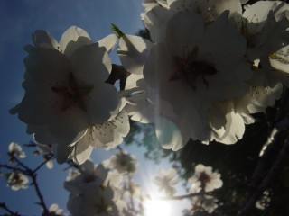 mandiers en fleurs(P) (27)