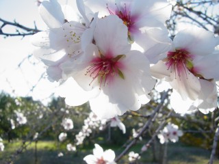 mandiers en fleurs(P) (28)