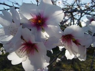 mandiers en fleurs(P) (29)