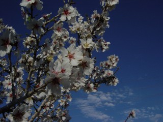 mandiers en fleurs(P) (3)