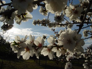 mandiers en fleurs(P) (38)