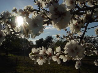 mandiers en fleurs(P) (39)