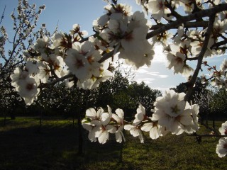 mandiers en fleurs(P) (40)