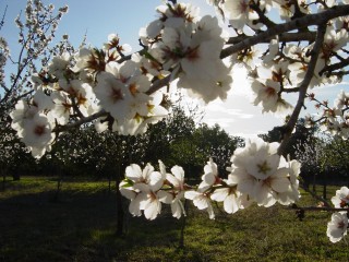 mandiers en fleurs(P) (41)