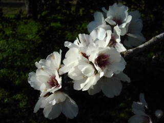 mandiers en fleurs(P) (49)