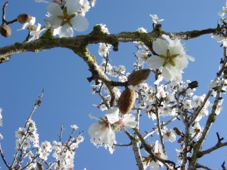 mandiers en fleurs(P) (5)