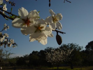 mandiers en fleurs(P) (7)