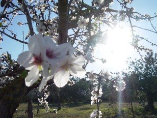 mandiers en fleurs(P) (8)