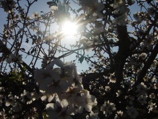 mandiers en fleurs(P) (9)