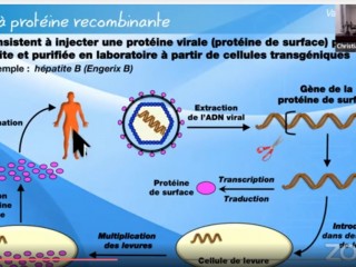 vaccin proteine recobinante2