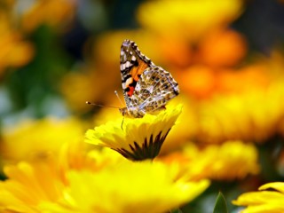 butterfly-169924_1920