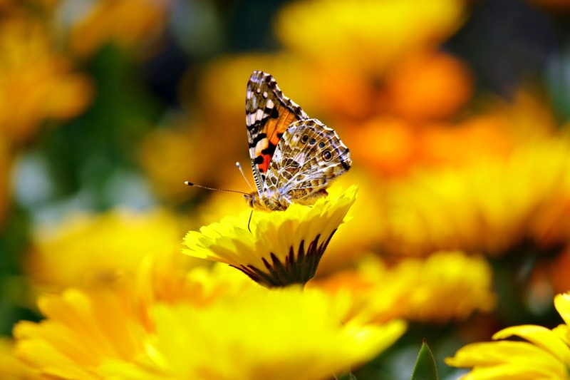 butterfly-169924_1920-2