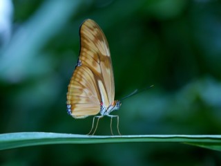 butterfly-23063_1920
