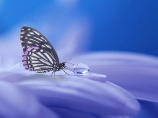 butterfly-3054736_1920