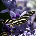 butterfly-4072574_1920