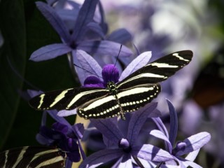 butterfly-4072574_1920
