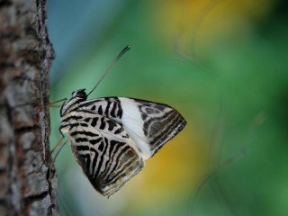 butterfly-43476_1920