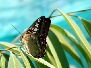 butterfly-730430_1920