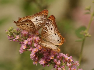 butterfly-743549_1920