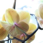 orchid-196324_1920