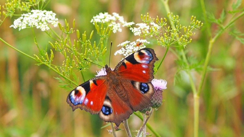peacock-butterfly-1526939_1920