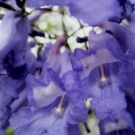 purple-petals-216561_1280