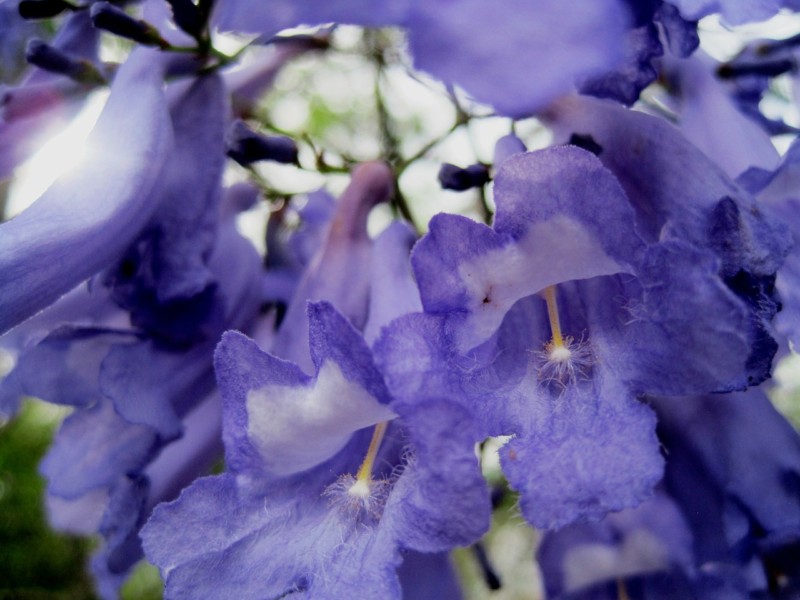 purple-petals-216561_1280