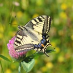 swallowtail-butterfly-364329_1920