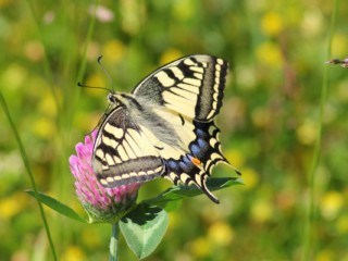 swallowtail-butterfly-364329_1920