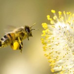 04-abeille