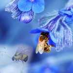 15-abeille