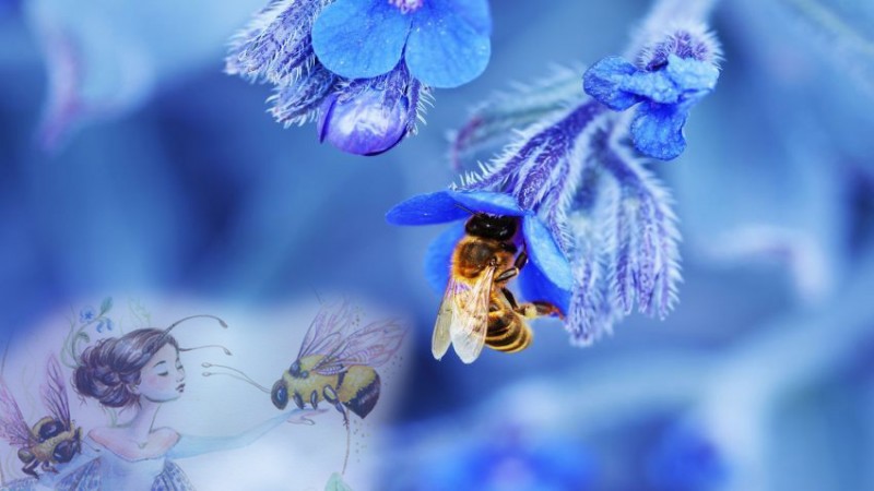 15-abeille