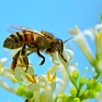 honey-bee-4314838_1280