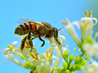 honey-bee-4314838_1280