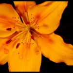 fleur-de-lys-jaune
