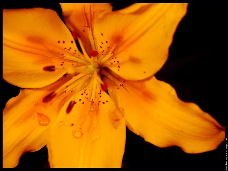 fleur-de-lys-jaune