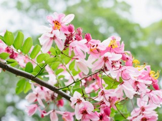 fleurs-1024x683