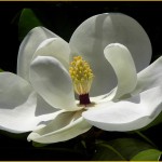 galerie-membre,fleur-magnolia-a-grandes-fleurs,magnolia