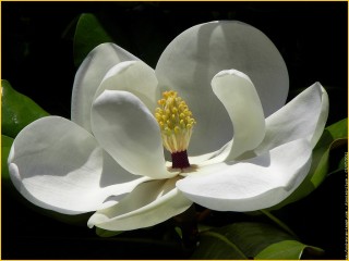 galerie-membre,fleur-magnolia-a-grandes-fleurs,magnolia