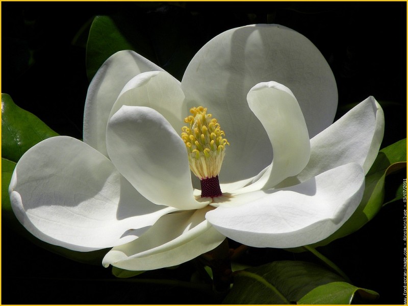 galerie-membrefleur-magnolia-a-grandes-fleursmagnolia