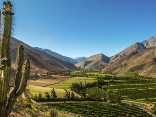 valle-del-elqui-paisaje-cactus-890x395